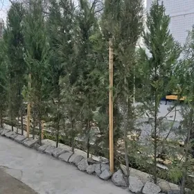 Zabor etmek üçin tuýalar