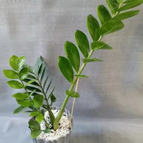 ЗАМИОКУЛЬКАС