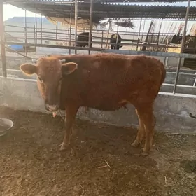 Gulajyn bir yarym yaş