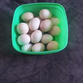 yumurta bastırmak icin