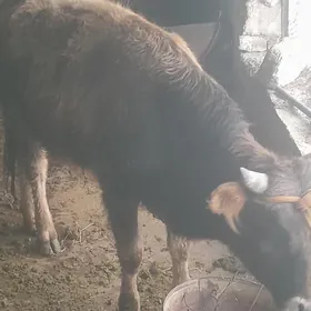 okuzceler 1 yes 6 aylyk