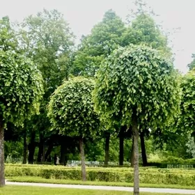 ŞAR tut, forma berilen