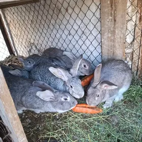 towşan gigant/кролики великаны