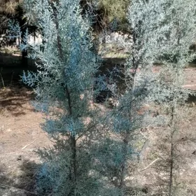 Yolka Arizon kiparis