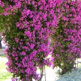 растения/Osümlikler