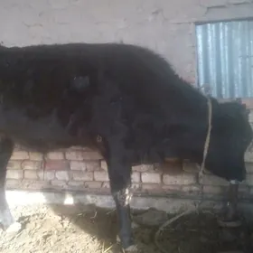 öküz  we   gulajyn