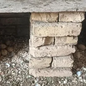 İndawutga ýumurtga