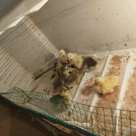 Gaz газ Жуже jüje