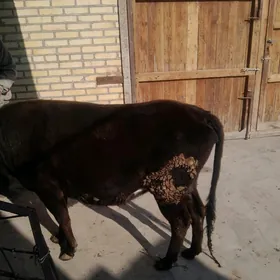 догмадык унажын