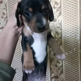 Продаю щенка