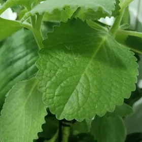 домашний цветок(плектрантус)