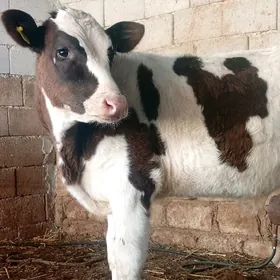 Simental Öküz Tüwe Göle