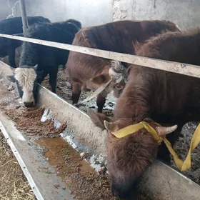 окузлер ве сыгырлар