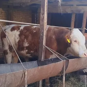 Simental Fleskvieh Okuz