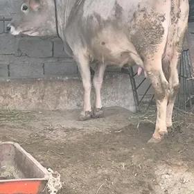 ARASSA SWES GOLELİ SYGYR