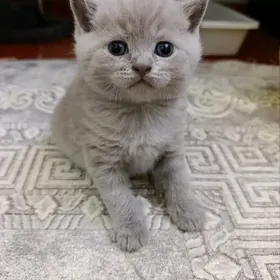 шотландский лиловый мальчик