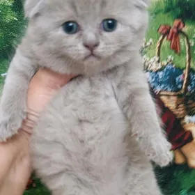 Scottish fold шотландские висл