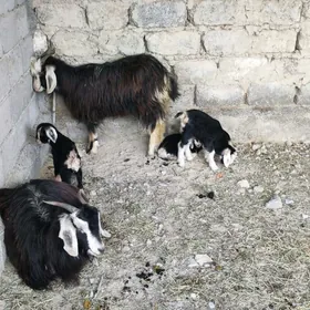 owlakly geçiler sagdyn yaş