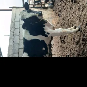 GARALA GALIŞDEÝIN TÜWE