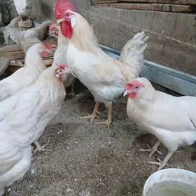 Horaz towuk ördek induk jüje