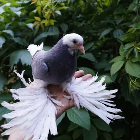 Kepderi/голуби