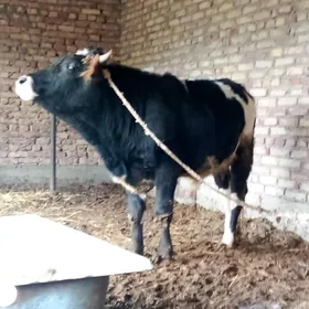 Gibrit Tohum Öküzler 2 sany