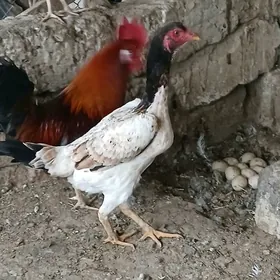 Taşgent towuk jüje induk gus