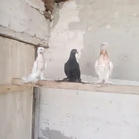 Гульбадам молодые.