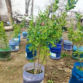 Вечнозелёный