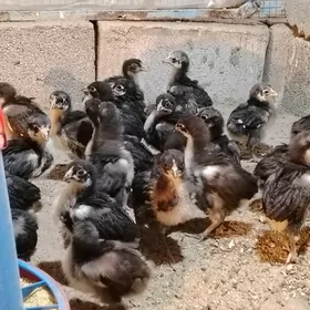 Jersiski Gigant Джерси гигант