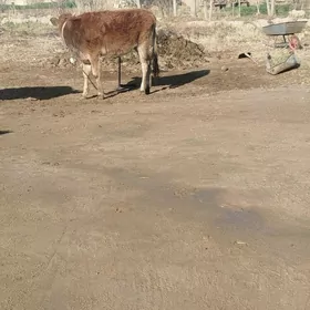 gulajyn meydan gezen