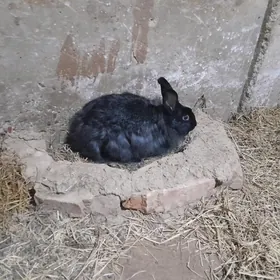 Поло-великан Крольчиха