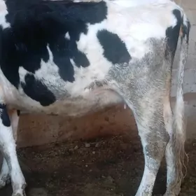 ГОЛДЕШТЕЙИН БИРИНЖИ ГАРНЫ