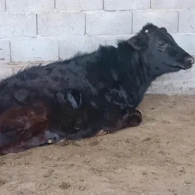 АРАССА ГОЛДИШТЕЙИН ТУВЕ