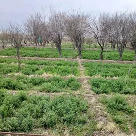 Satlyk mellek ýer 16sotok