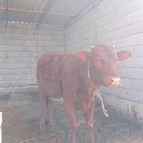 ýas gulajynýas gulajyn