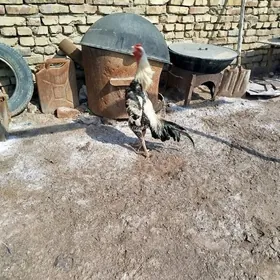 бойсовый хораз