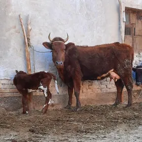 ÖRÄN ULY GÖLELI SYGYR YASMAL