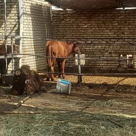 gulajyn ve öküzler