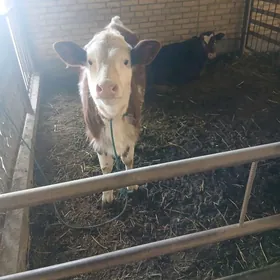 Semental gulajyn hem ökuzçe