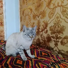 Голубоглазый кот