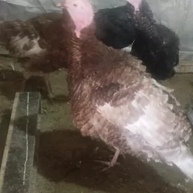 induk horaz owgan tohum