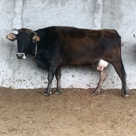 Bogoz Sagylýan Sygyr