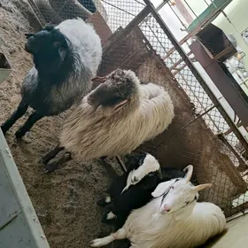 issek goyunlar, erkec cewish