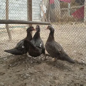 Indawutka ordek gonur