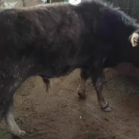 OKÜZ ȘWES TOHIM MAL