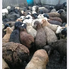 Овнук маллар тапылды