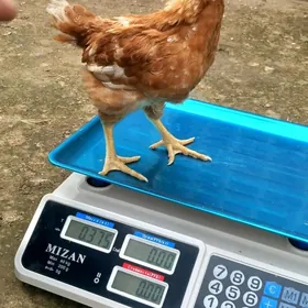 Lohman brown jüýje