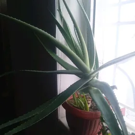 Aloe osumlik