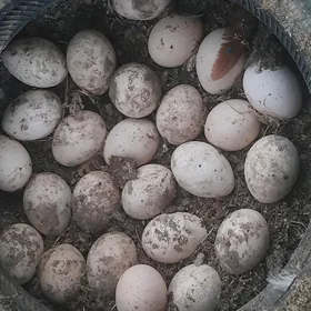 Tawus guşuñ ýumurtgasy